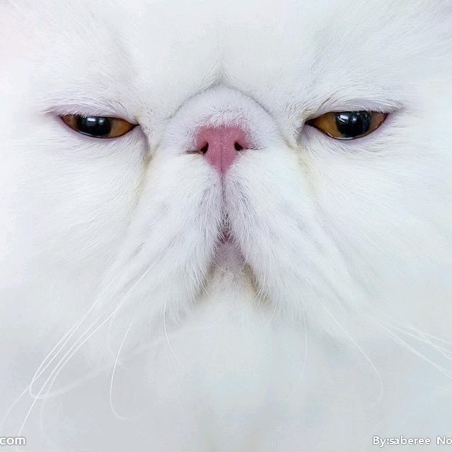 一语轻柔
