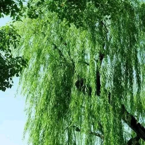 美好明天