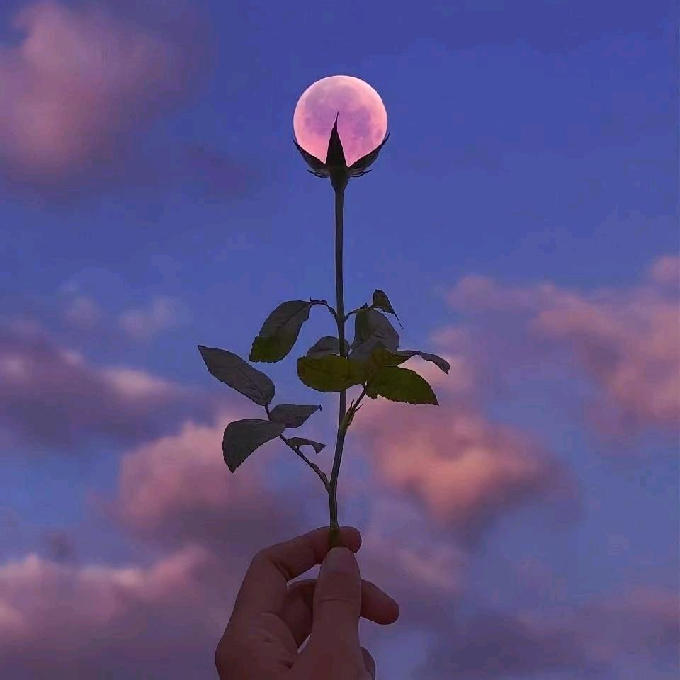 去码头整点薯条