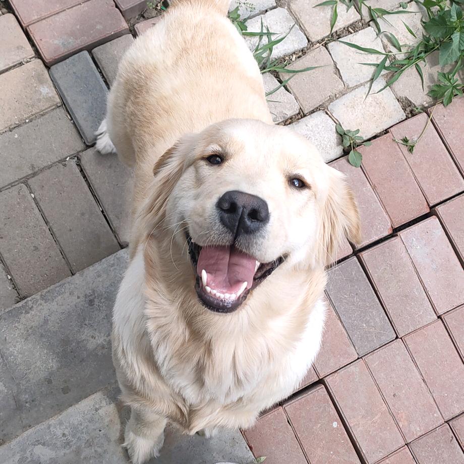 你好，金毛小财