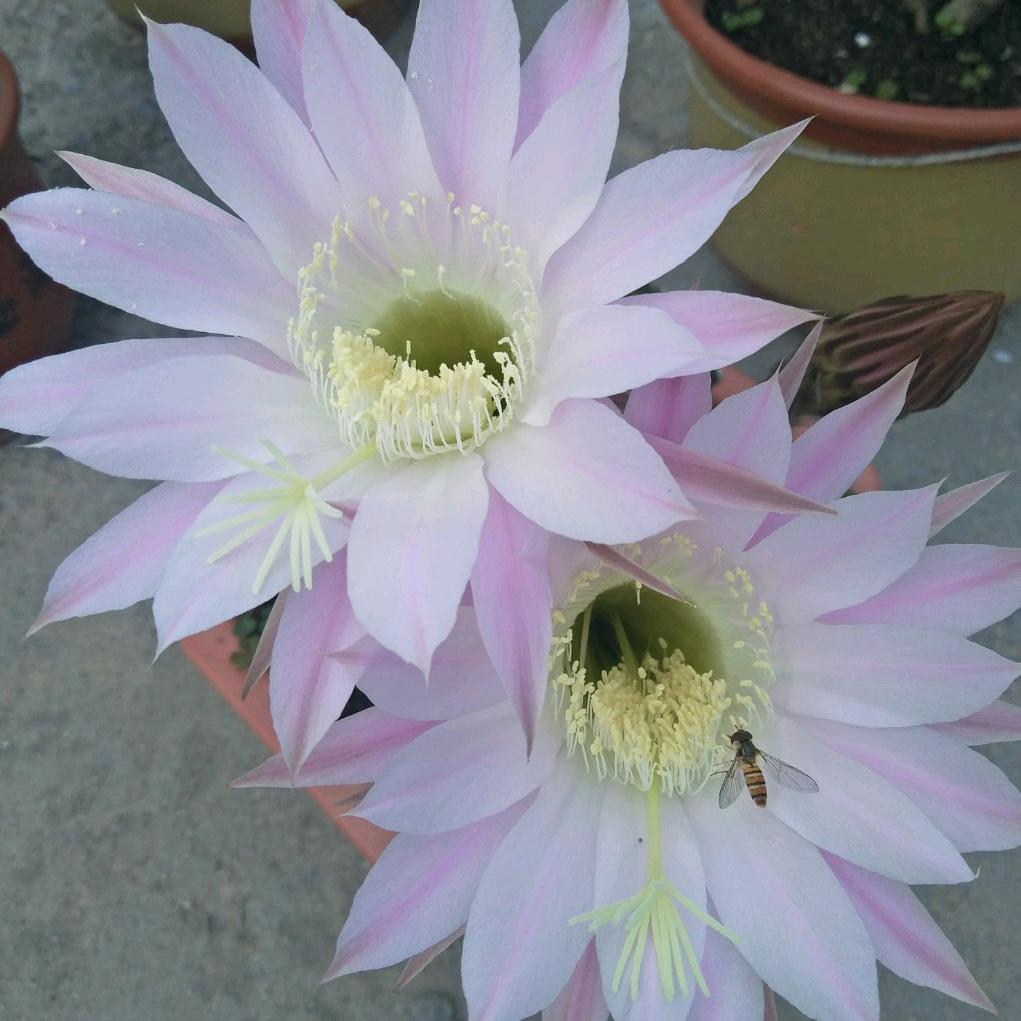 杨柳青青1