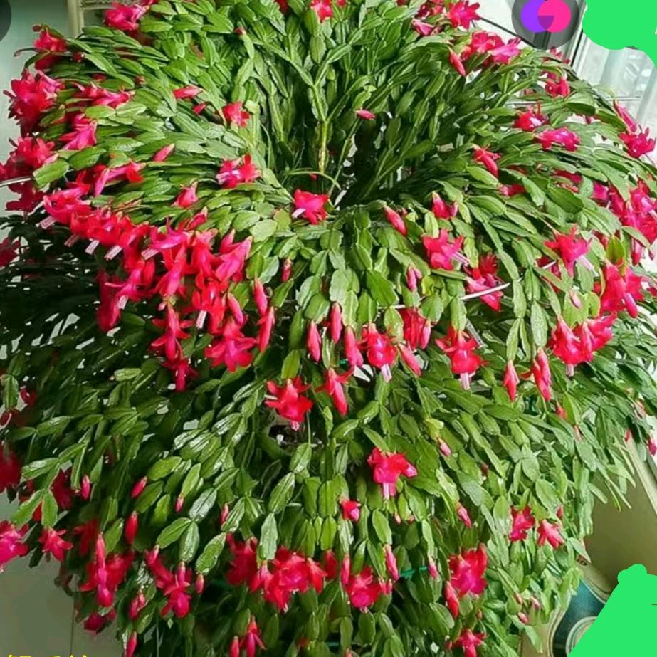 月亮代表我的心