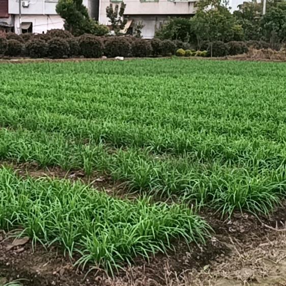 田园生活