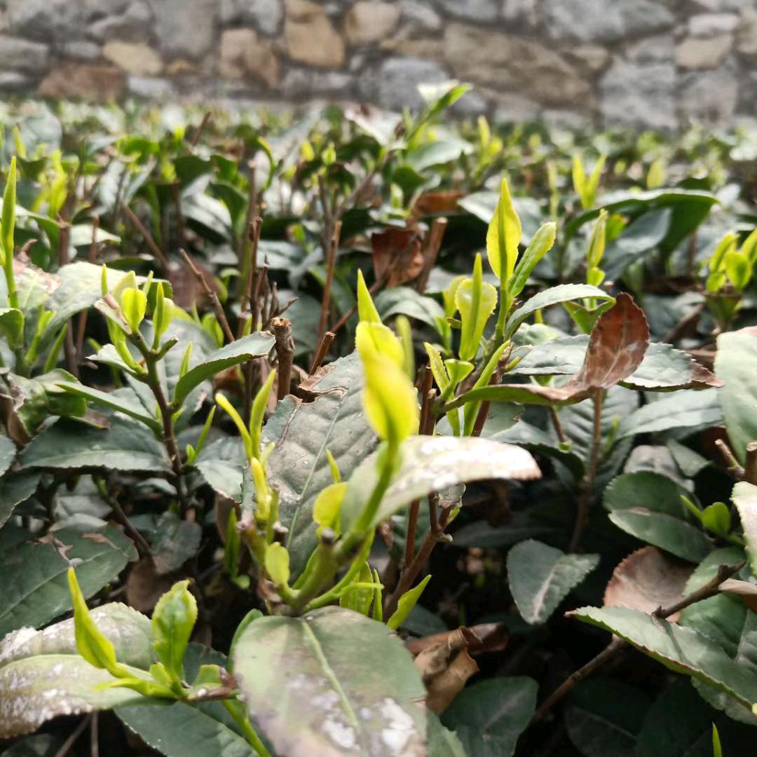 静轩茶荘