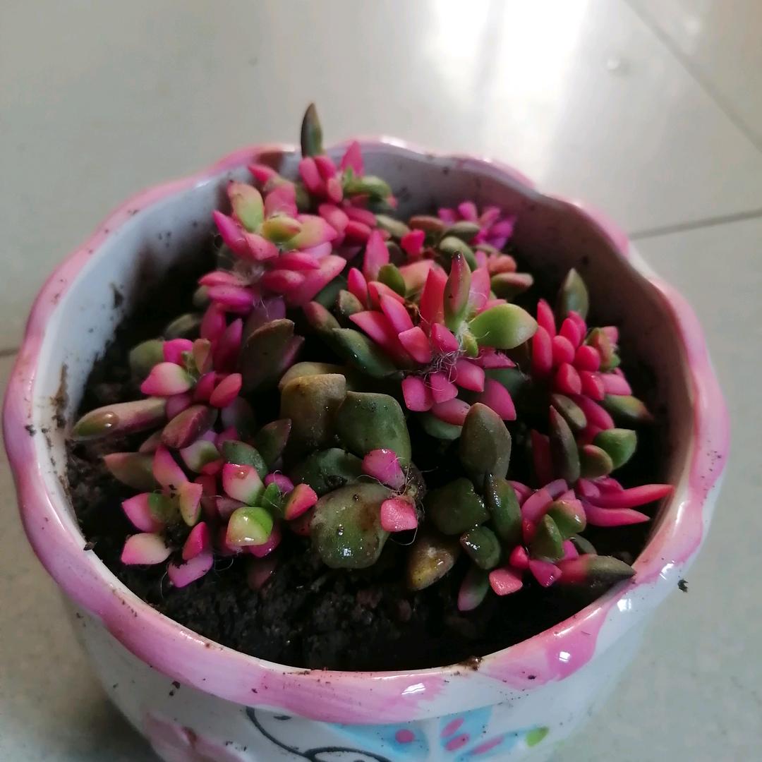 金枝玉叶🍀