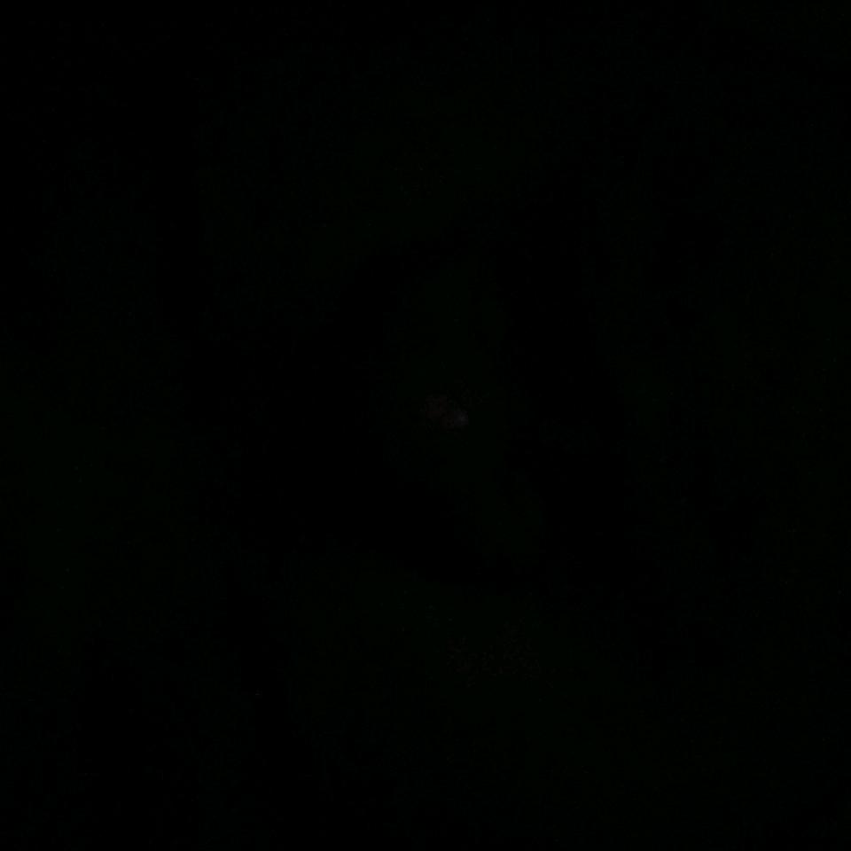 不知名的小狗