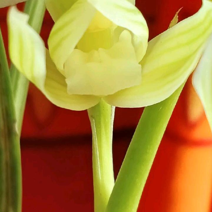 爱花王子
