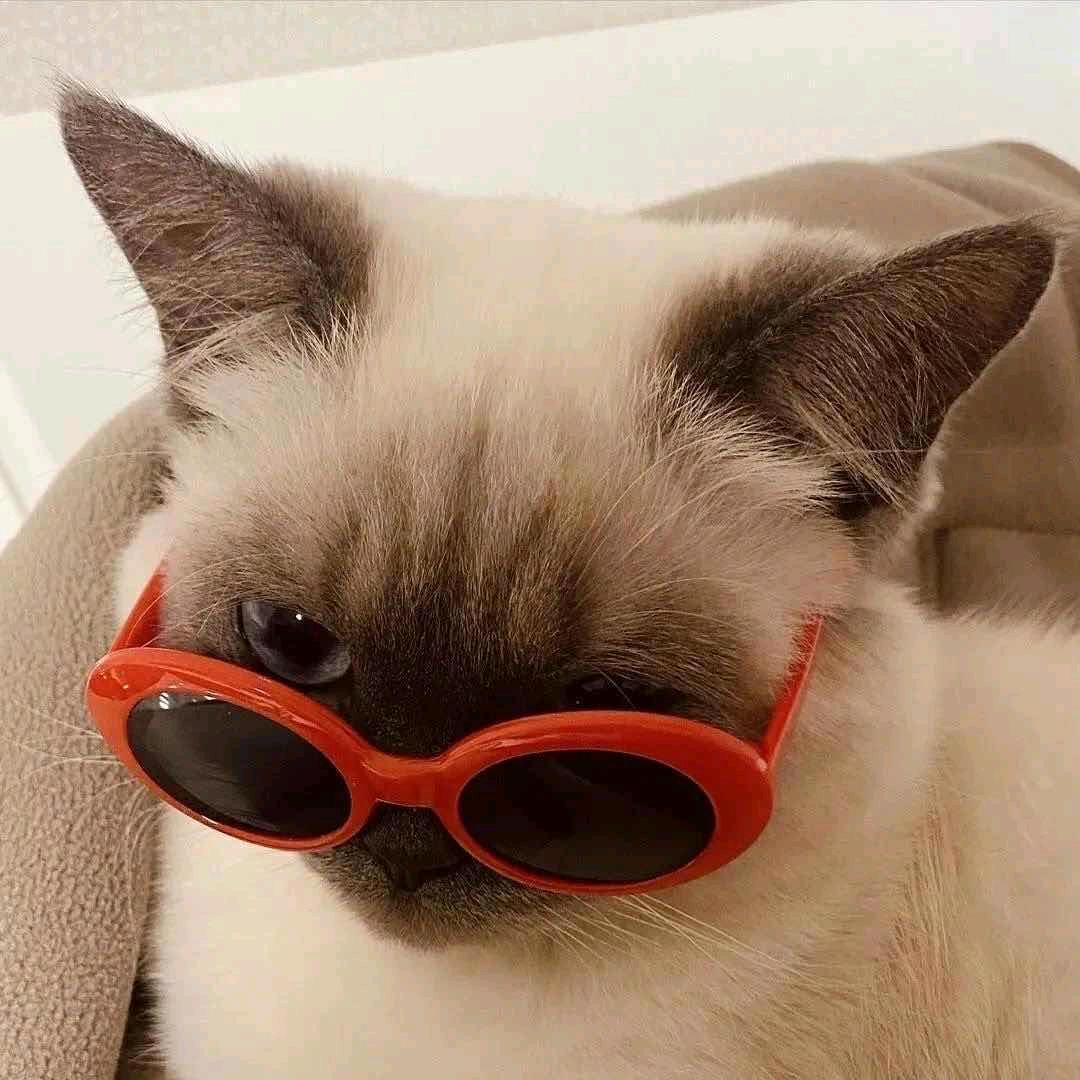 喵喵咪呀🐱