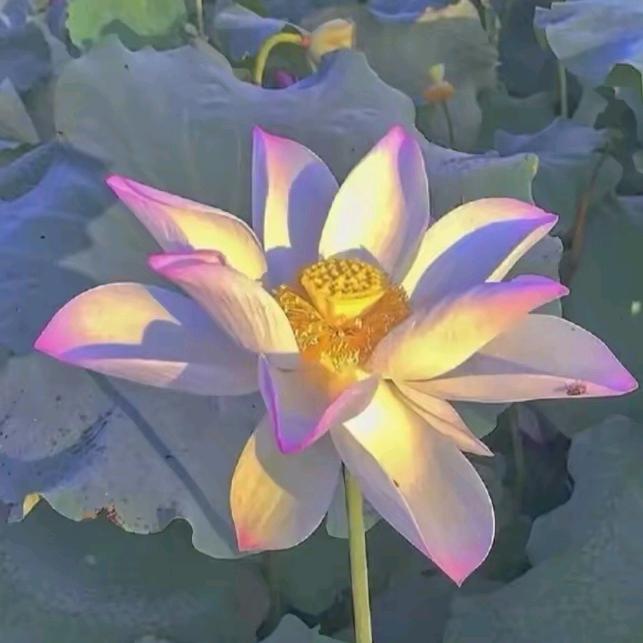 🌹幸福人生💐