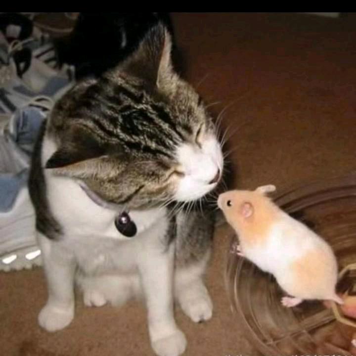 夜猫哥