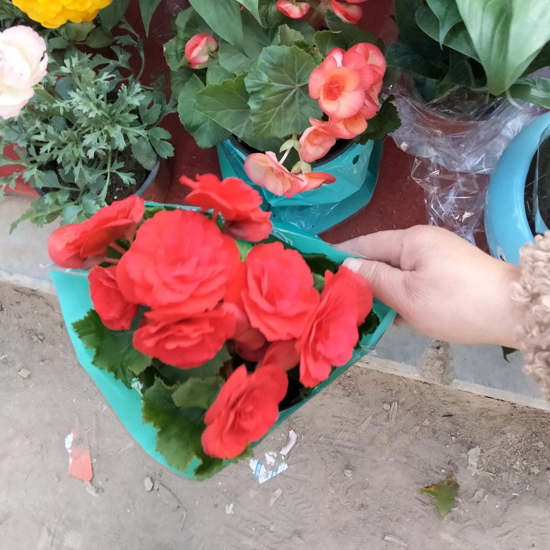 柿柿顺心