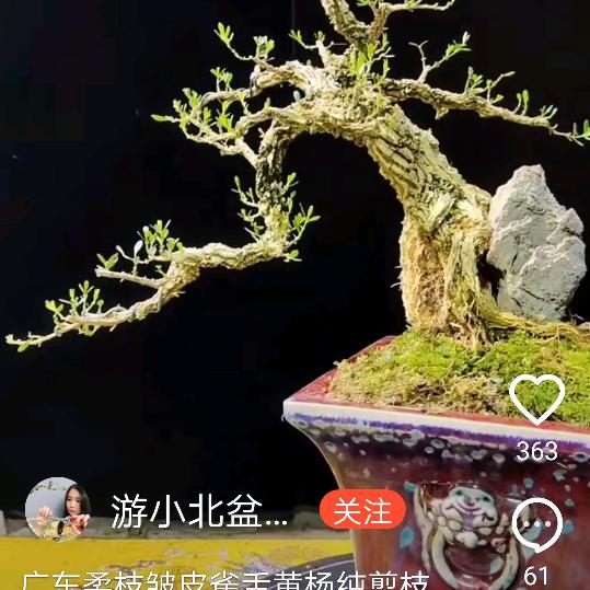 春天的雨