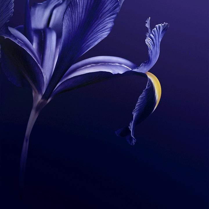 秦四姐