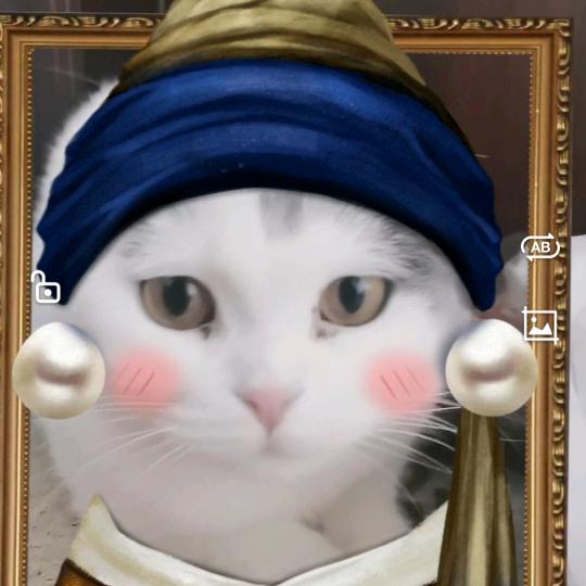 珍珠猫