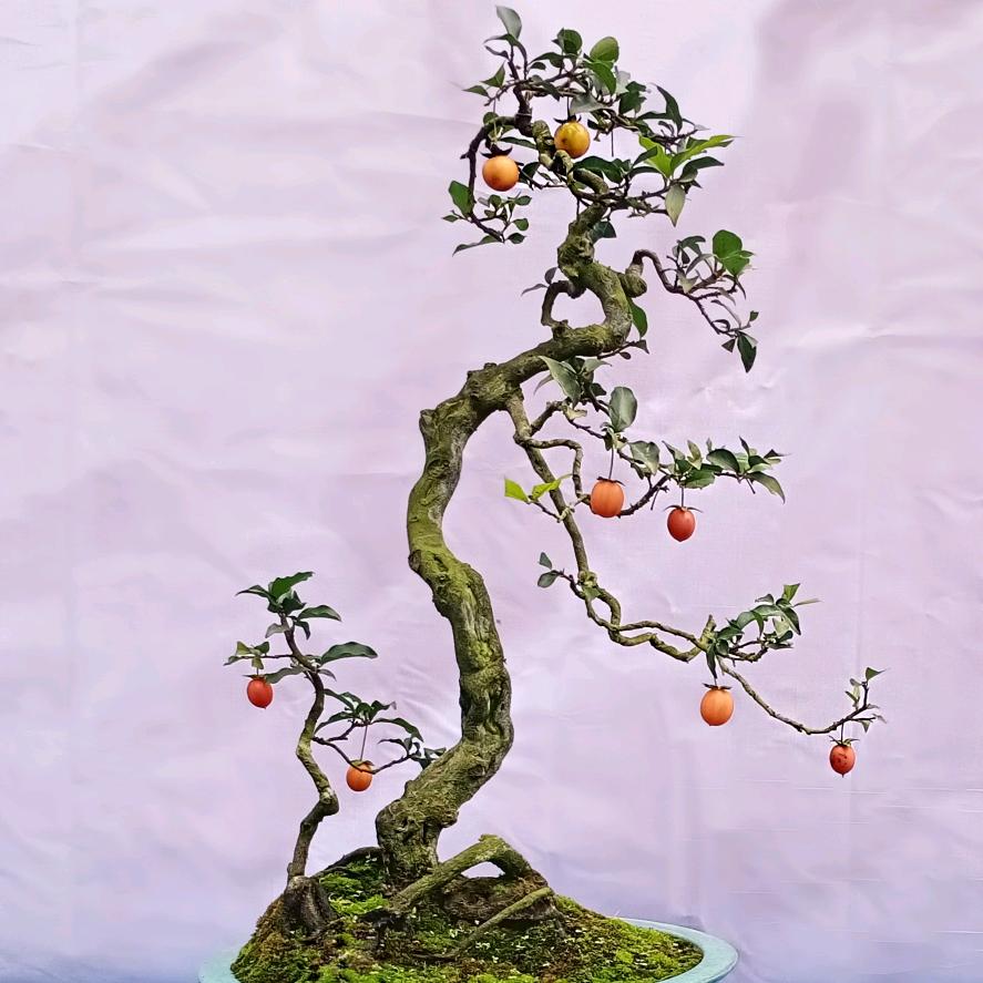 金弹子种植基地大号
