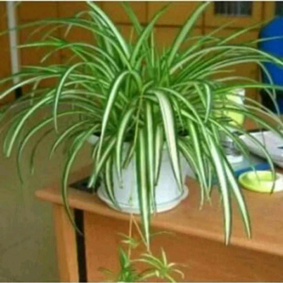 永不过期的存单