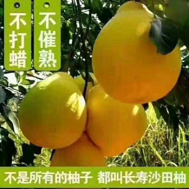 黄记沙田柚，血脐橙种植园