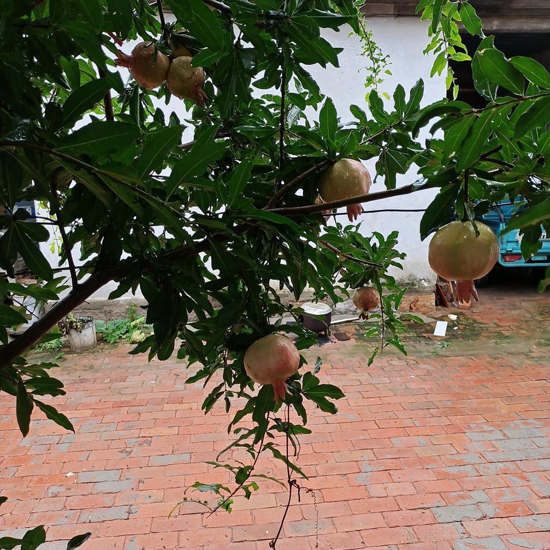 老五哥