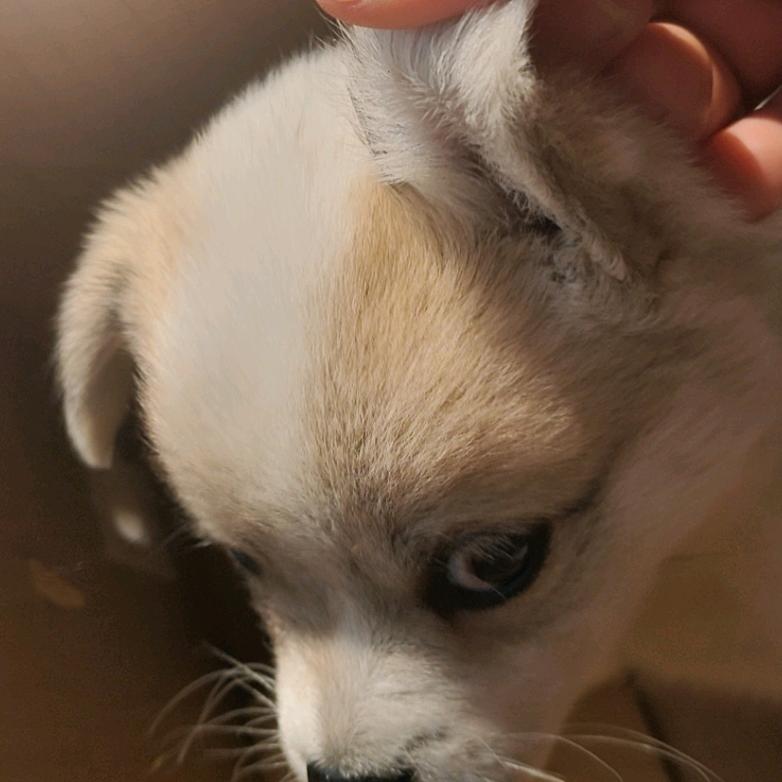 金毛，烤串和66