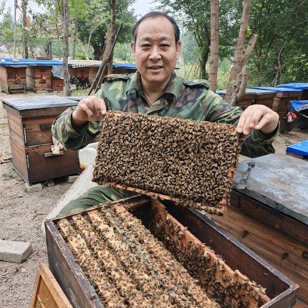 军之旅【养蜂人】