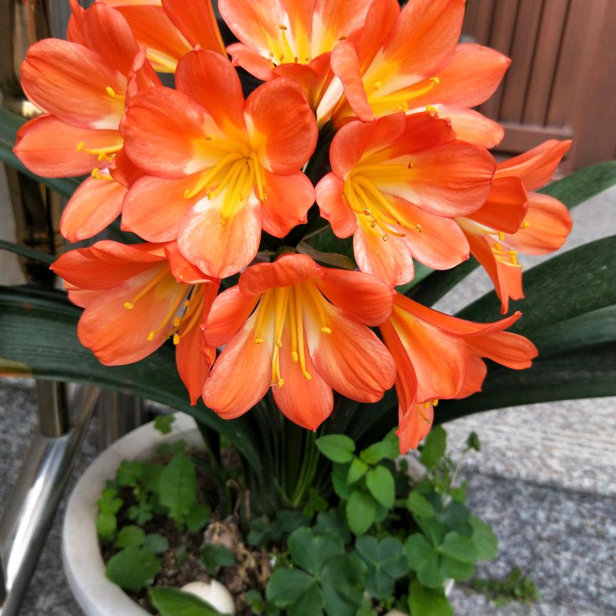 兰天