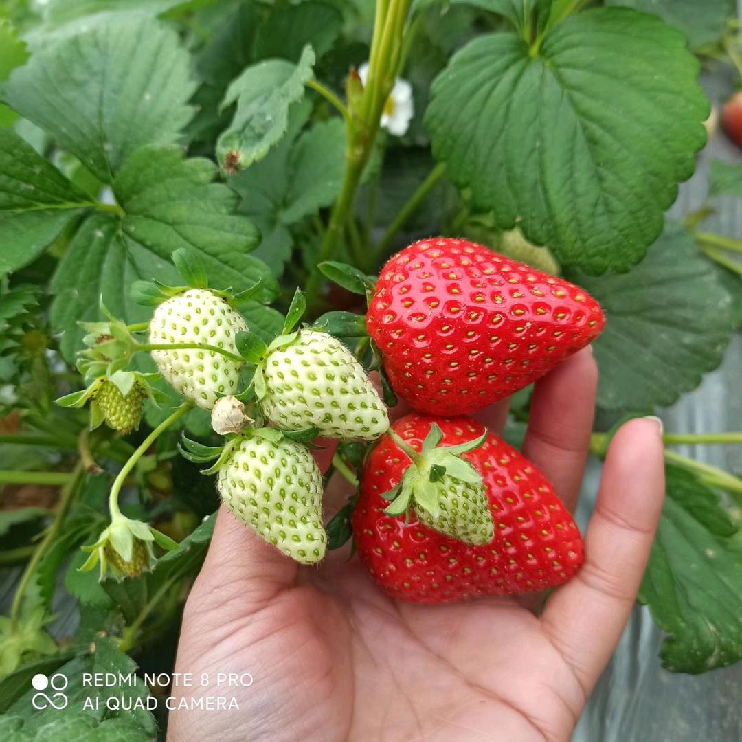 可可草莓采摘园