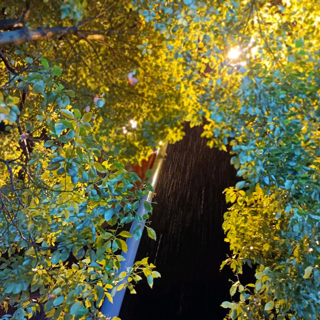 心之所向，素履而往