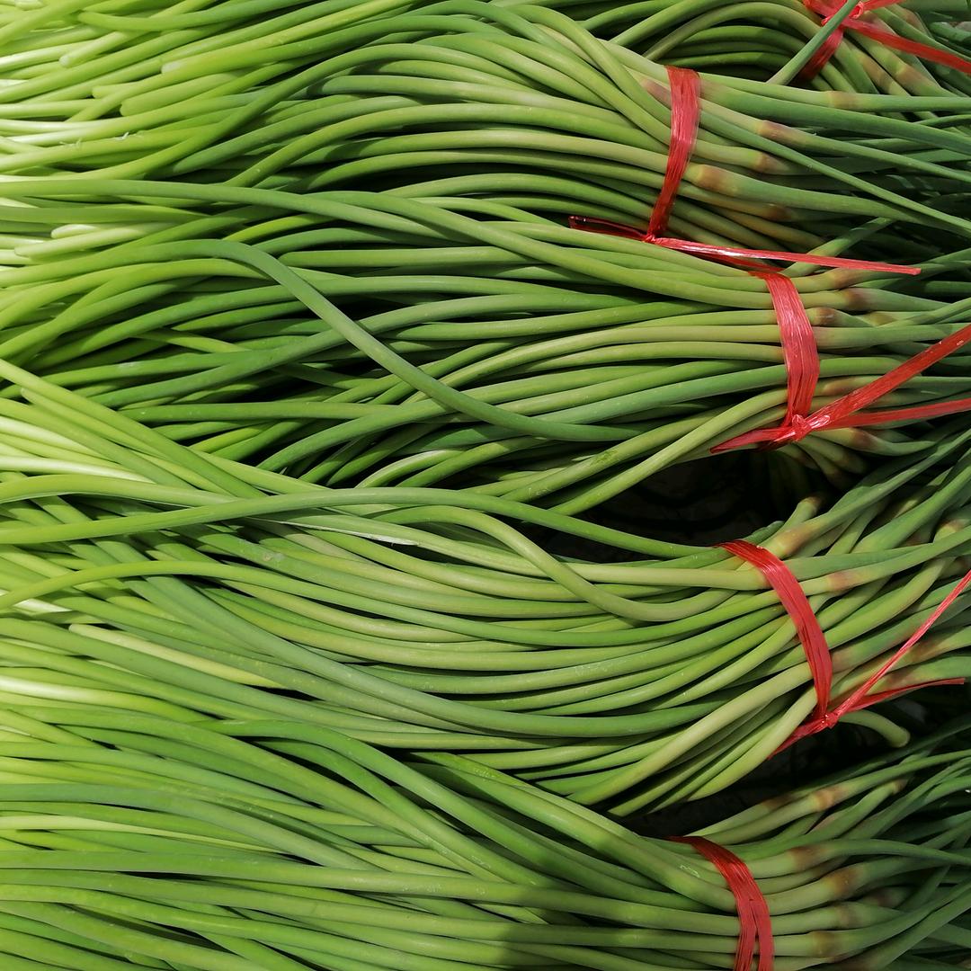 金乡大蒜蒜苔诚信昌哥