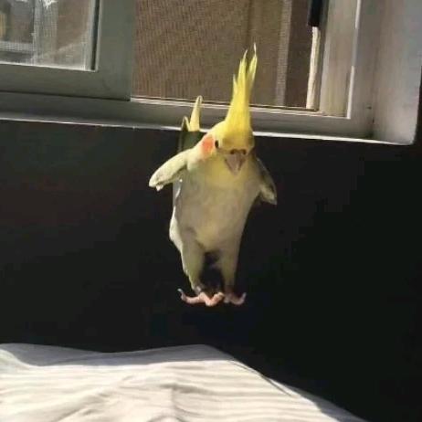 林子宠物