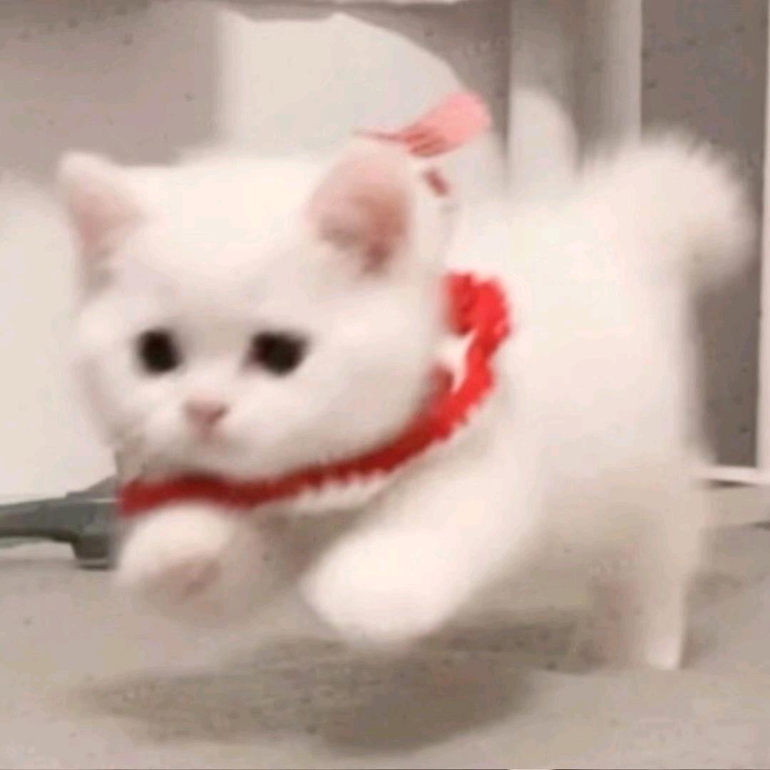 雨羽鱼