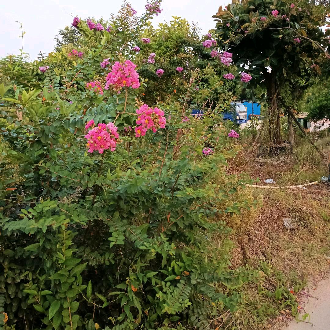 雲梨