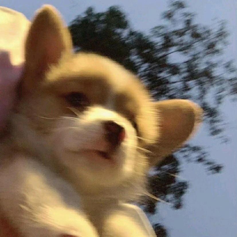 ╭∩╮ʕ•ᴥ•ʔ╭∩╮