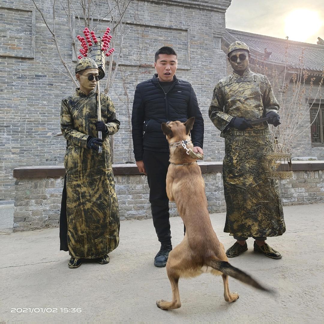 育宠宠物训练寄养