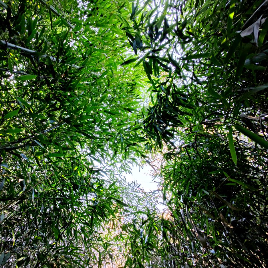 玉花