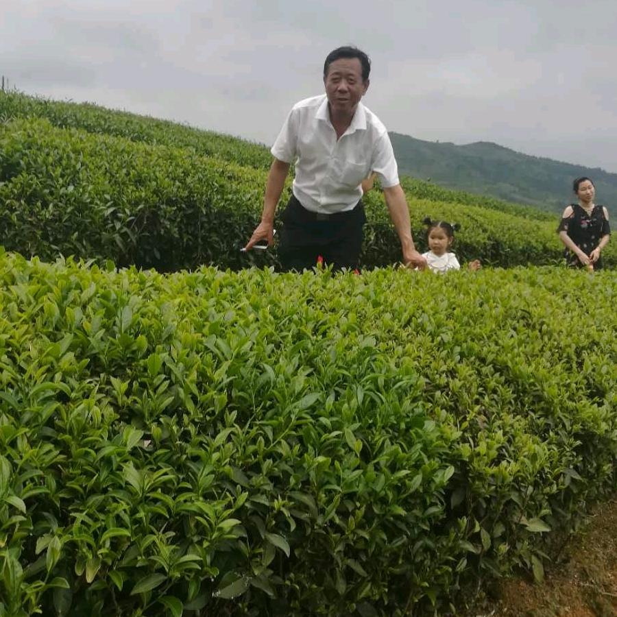 苑哥