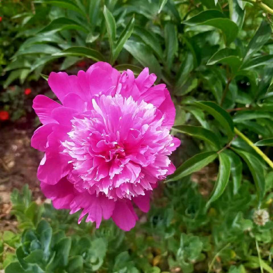 风雨彩虹