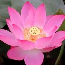 花开半夏～