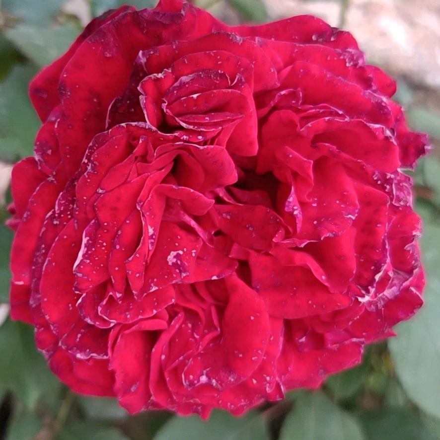 ꦿ᭄࿐：ღ新᭄ꦿ࿐