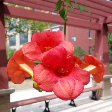 花火哥