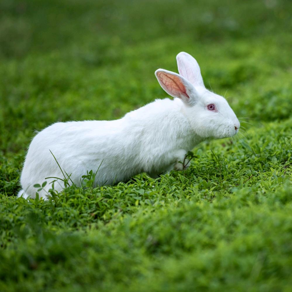 ༊ღ᭄守🐷待🐇এ꧔ꦿ᭄