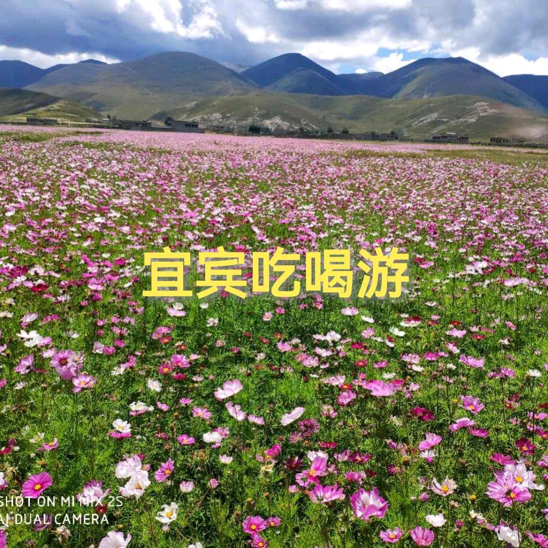 宜宾吃喝游