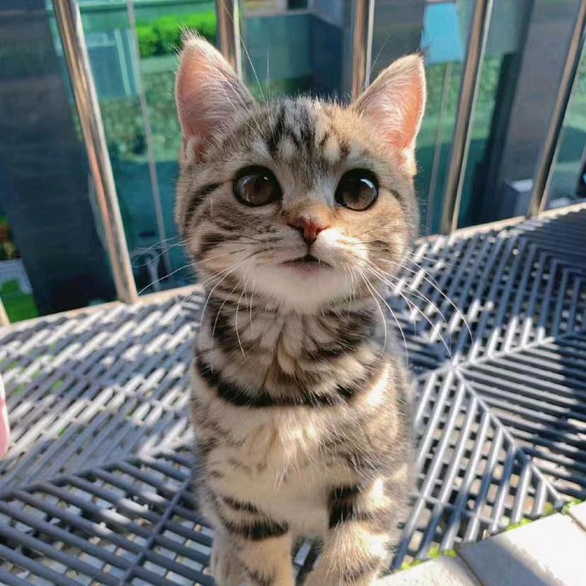 Frankie