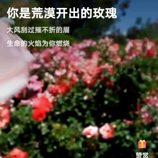 荒漠玫瑰🌹