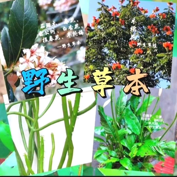 野生草本