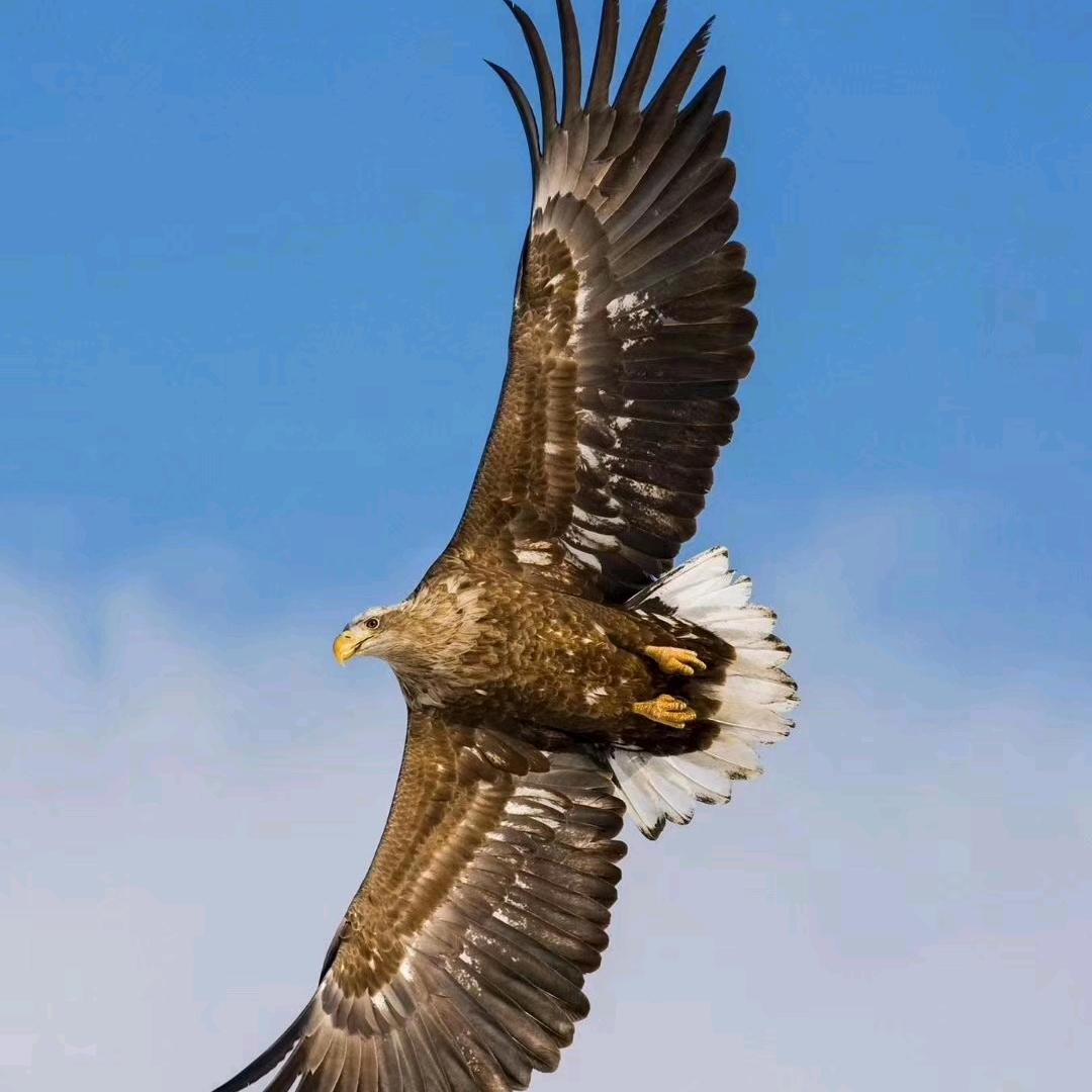 迎着春风向着太阳