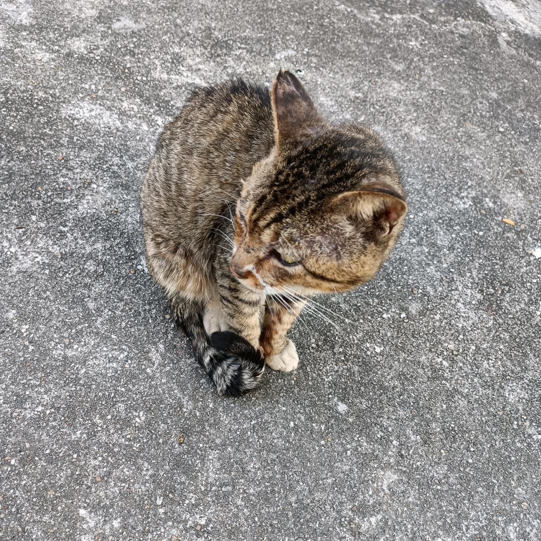 飞翔自由