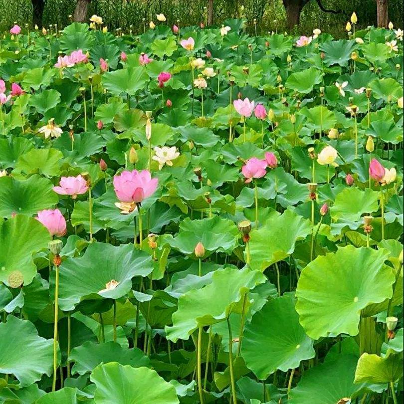 菊菊