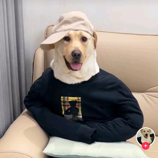 小曹同志（稻田里的守望者）