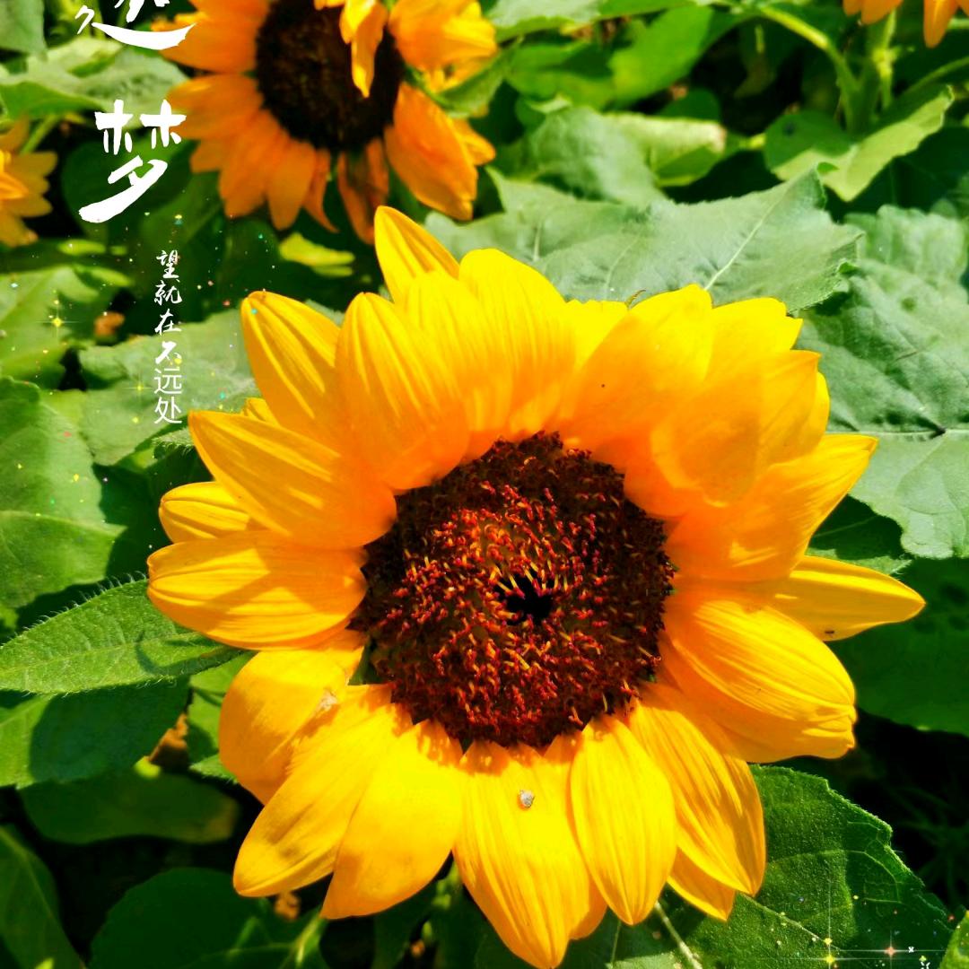 烟花易冷