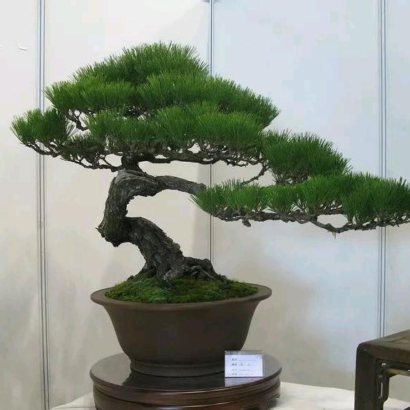 静雪园林